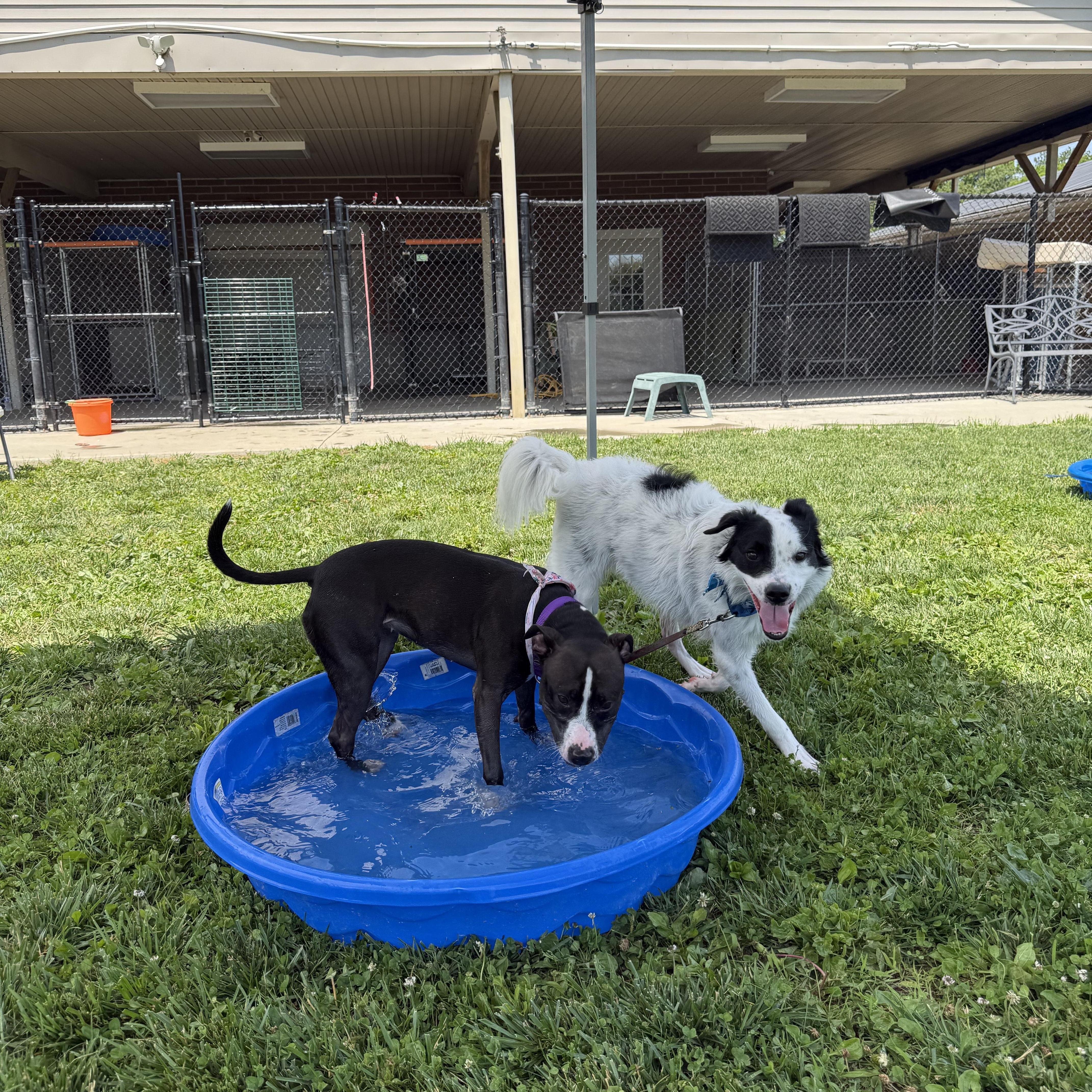 Gator, an adopted mixed breed in Monroe, OH image 3/6