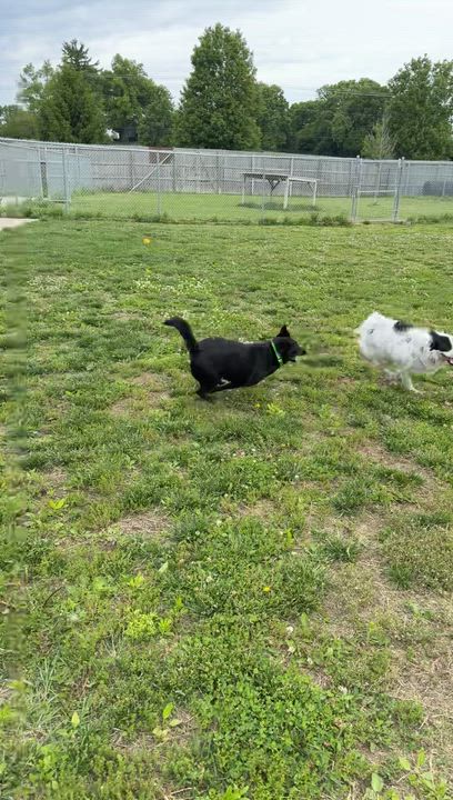 Enlarge Gator, an adopted mixed breed in Monroe, OH video 6/6