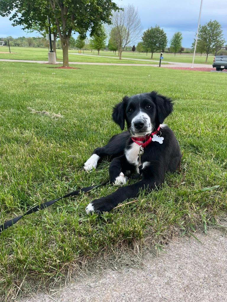 Cascade, Adoptable, Puppy Female Mixed Breed.