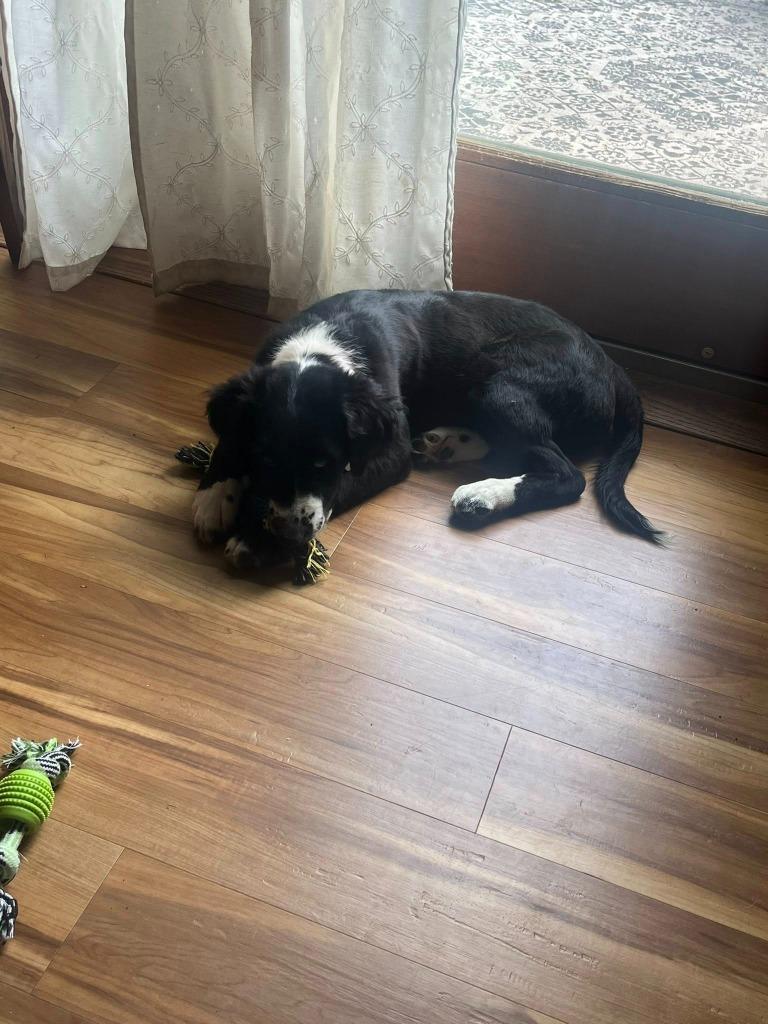 Cascade, a Adoptable mixed breed in Fond Du Lac, WI image 2/6