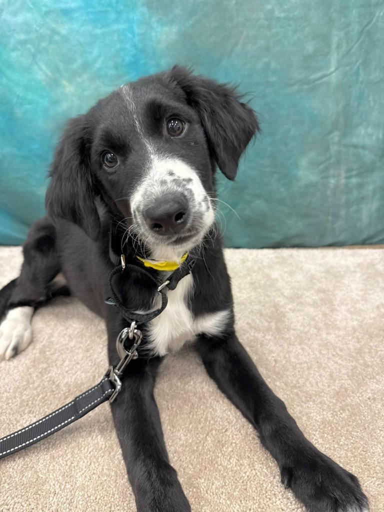 Cascade, a Adoptable mixed breed in Fond Du Lac, WI image 4/6