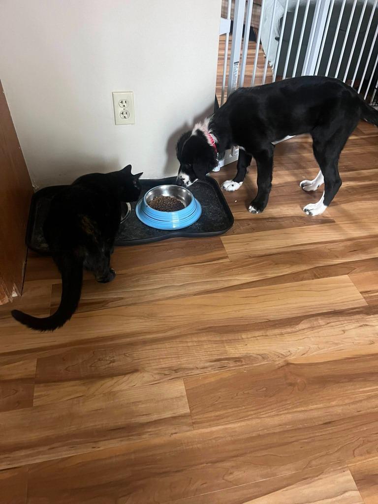 Cascade, a Adoptable mixed breed in Fond Du Lac, WI image 5/6