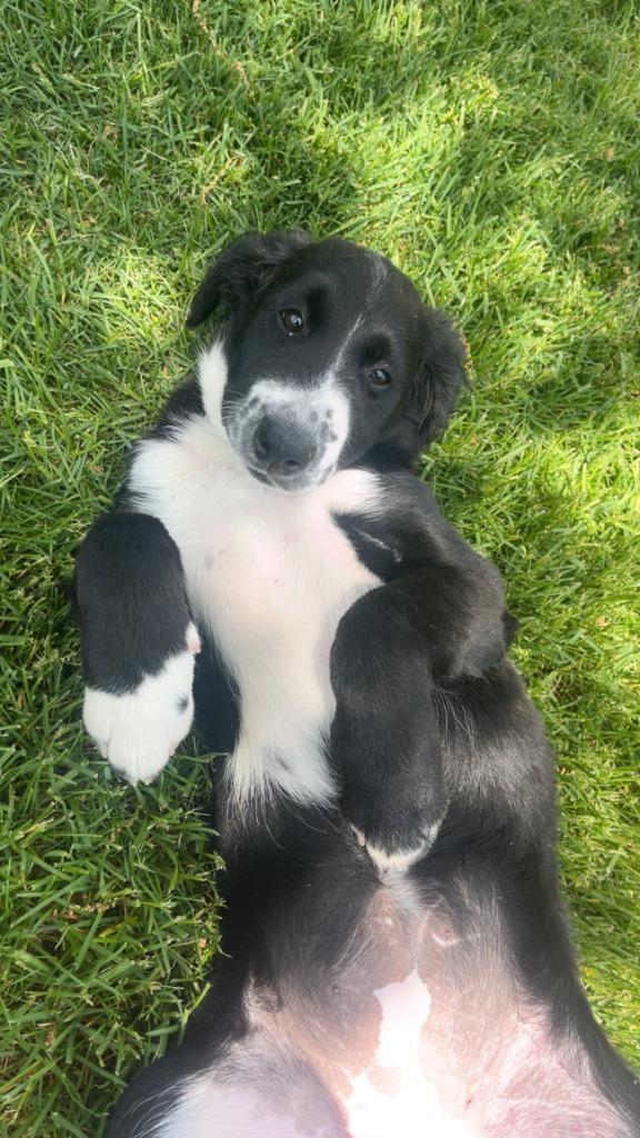 Cascade, a Adoptable mixed breed in Fond Du Lac, WI image 6/6