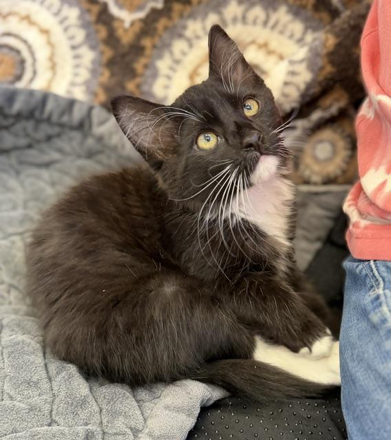 Enlarge Jasper, a Adopted Domestic Medium Hair in Gardnerville, NV image 3/3