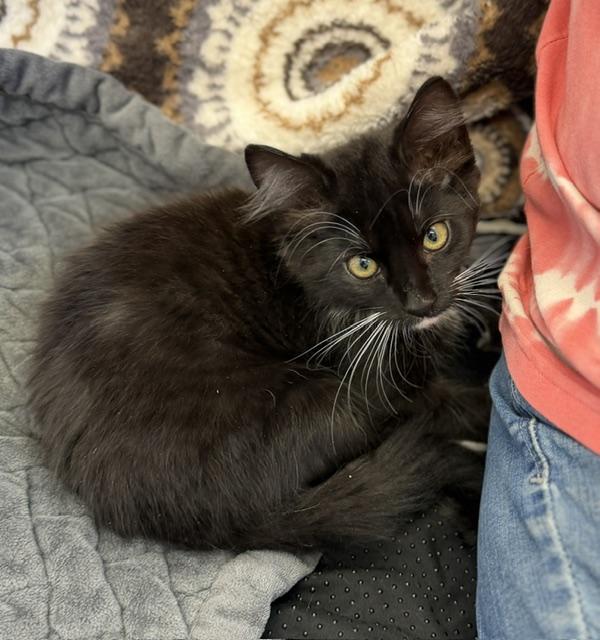 Enlarge Jasper, a Adopted Domestic Medium Hair in Gardnerville, NV image 2/3