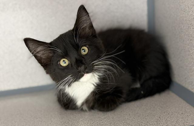 Enlarge Jasper, a Adopted Domestic Medium Hair in Gardnerville, NV image 1/3