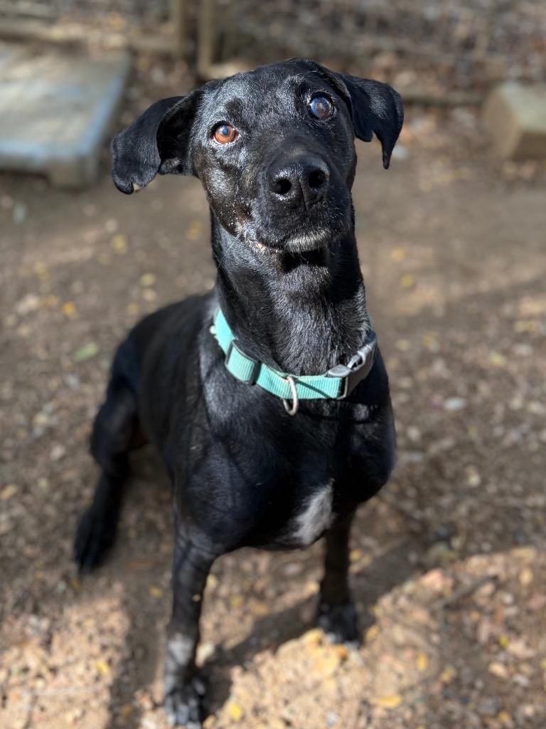 Willow, Adoptable, Young Female Labrador Retriever & Mixed Breed.