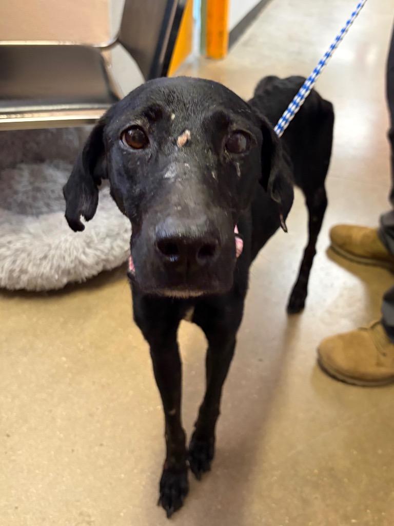 Willow, a Adoptable mixed breed in Lockhart, TX image 2/3