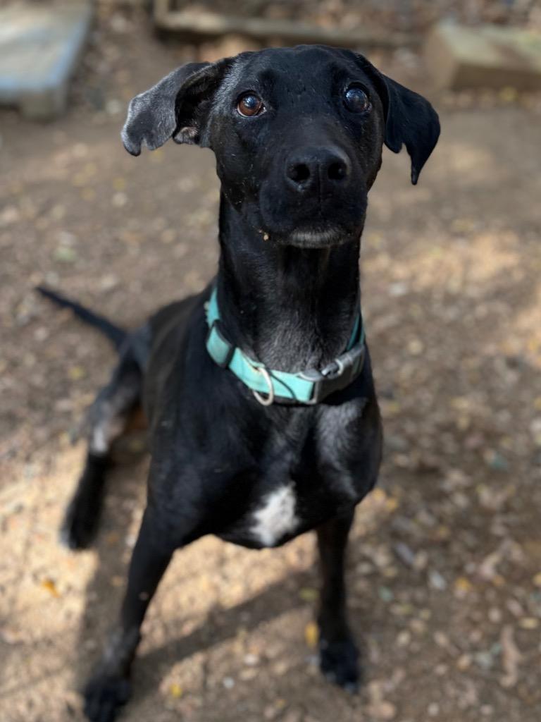 Willow, a Adoptable mixed breed in Lockhart, TX image 3/3
