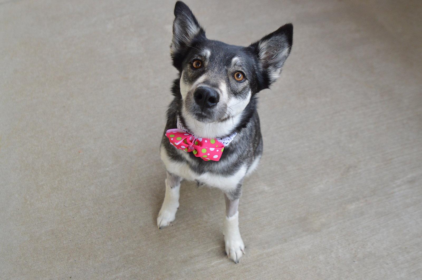 Enlarge Floofodil, a Adoptable Husky in McKinney, TX image 1/3