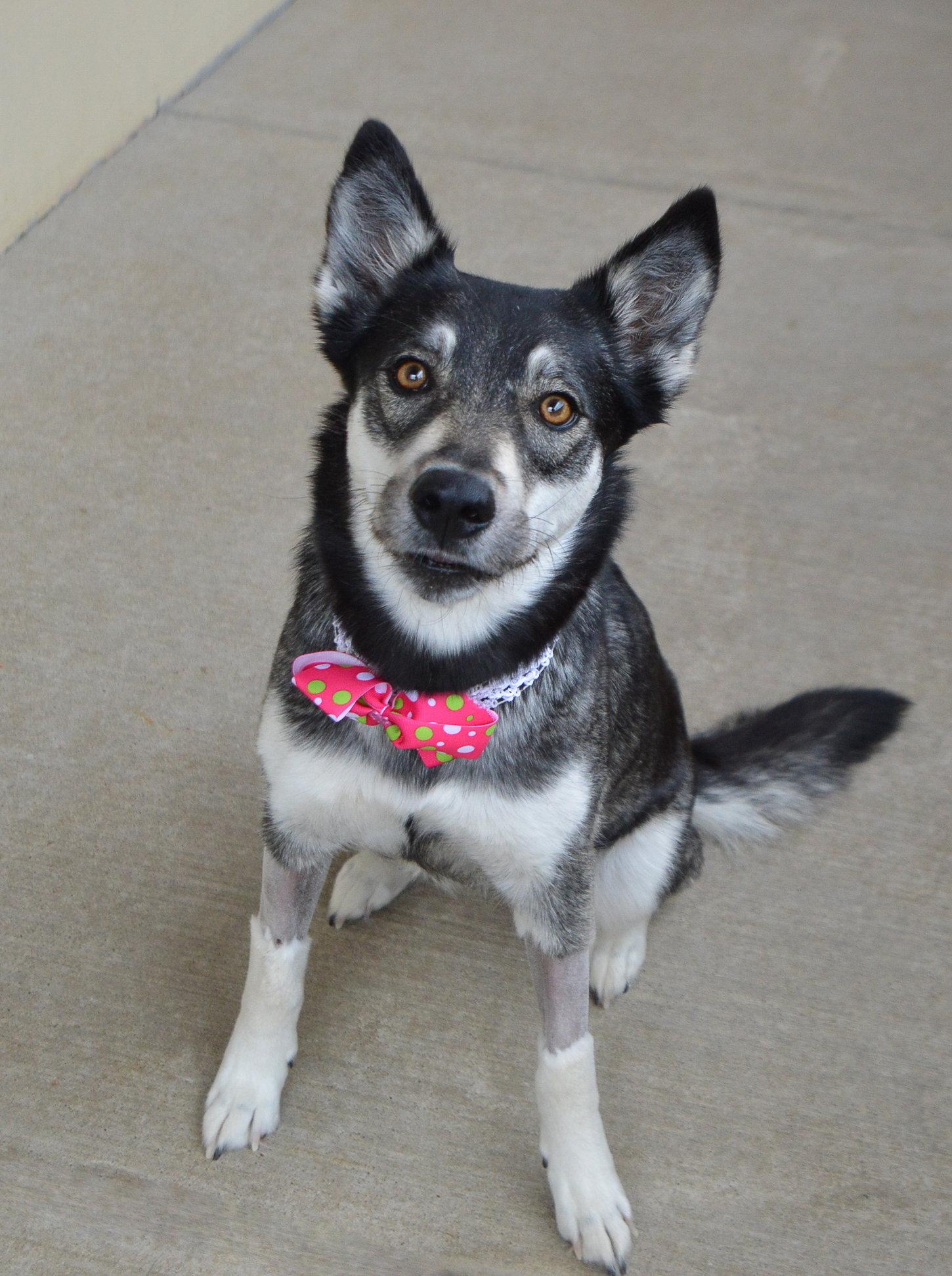 Enlarge Floofodil, a Adoptable Husky in McKinney, TX image 2/3