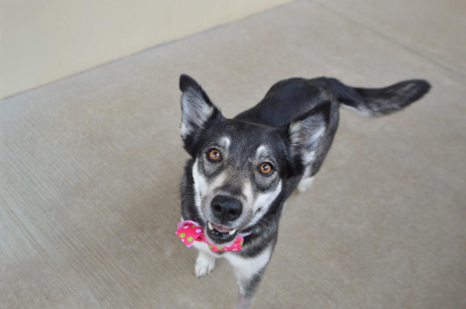 Enlarge Floofodil, a Adoptable Husky in McKinney, TX image 3/3