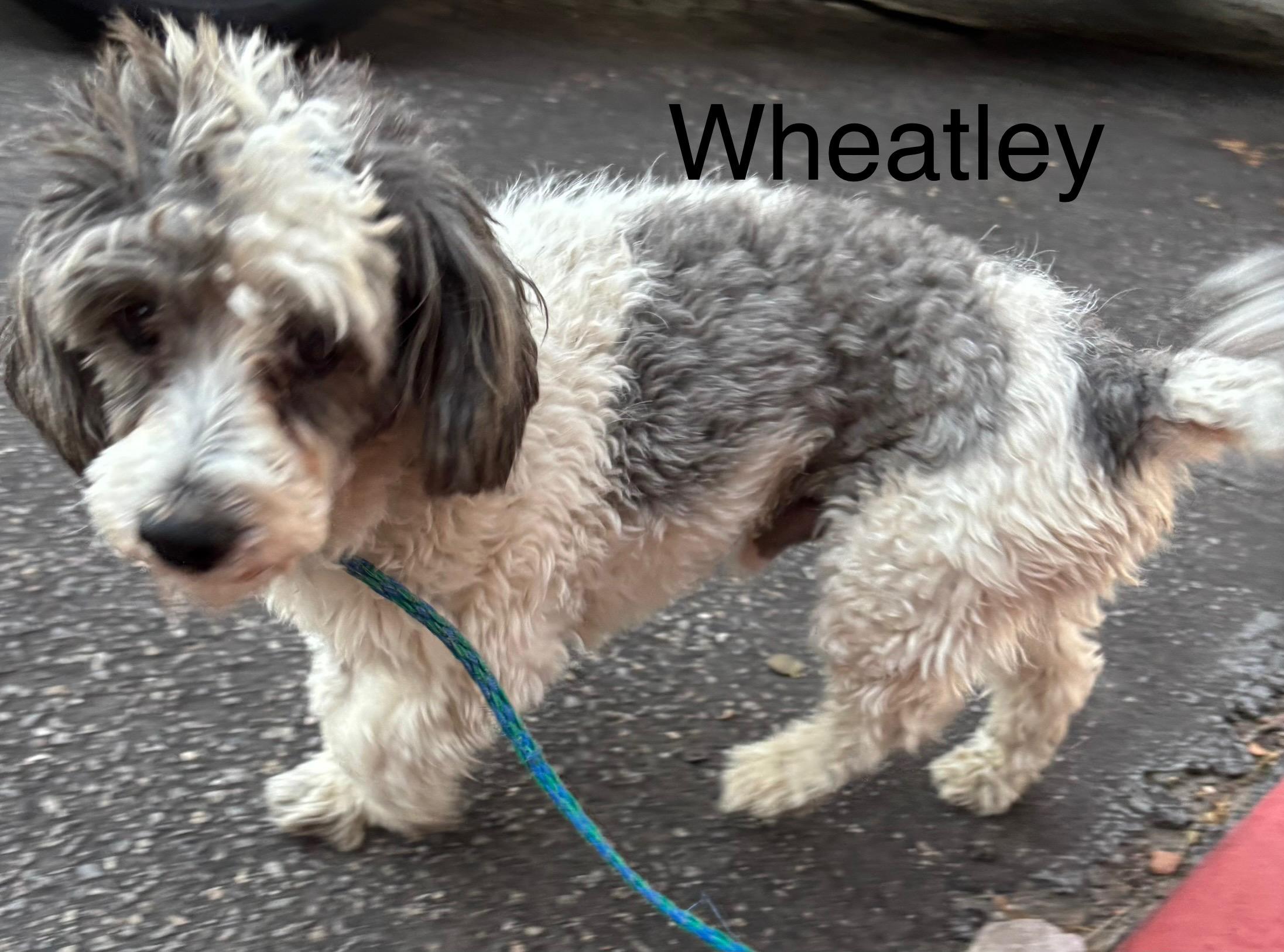 Wheatley