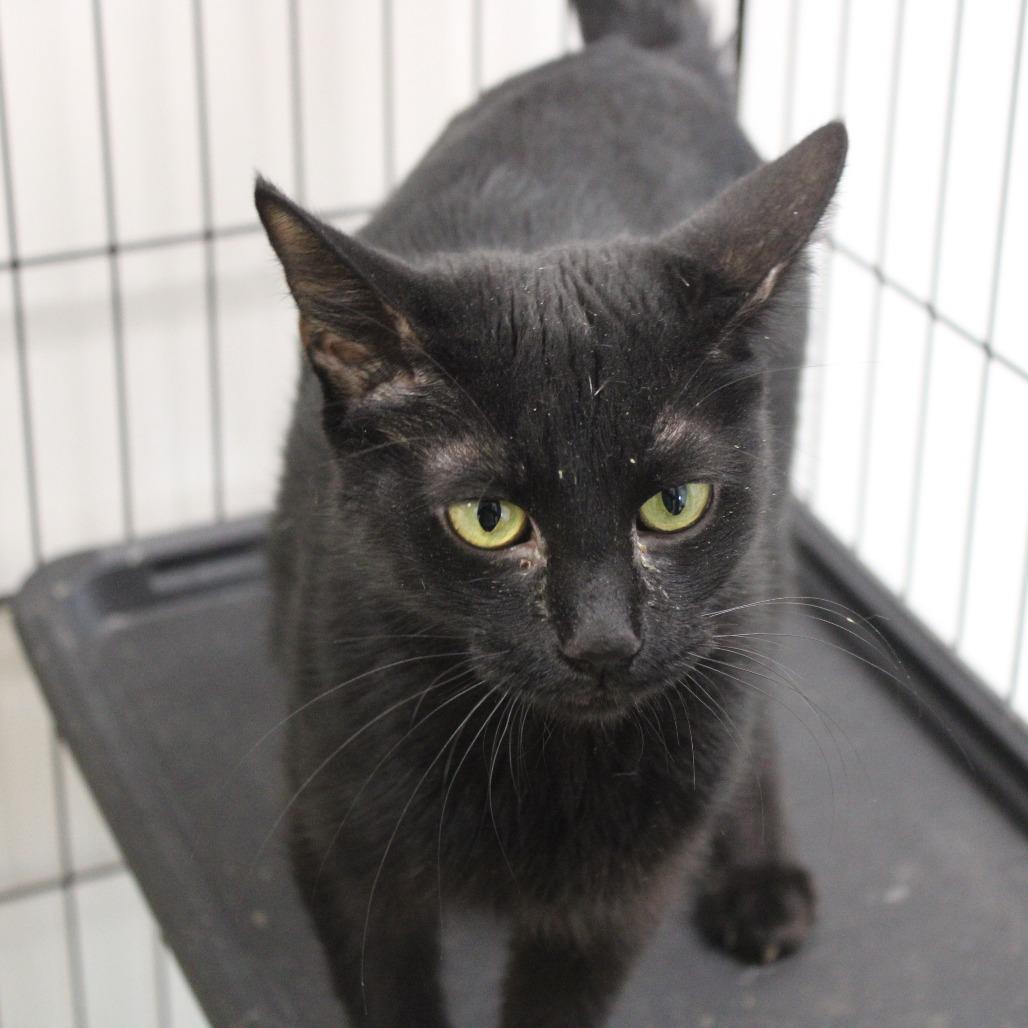 Enlarge Viola, a Adoptable Domestic Short Hair in Cleveland, MS image 2/2