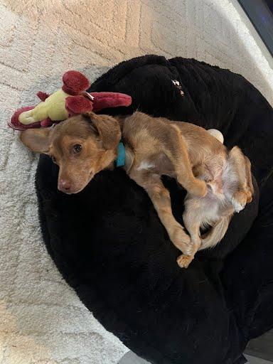 Scrappy Doo, ADOPTABLE, Young Male Chocolate Labrador Retriever & Beagle.