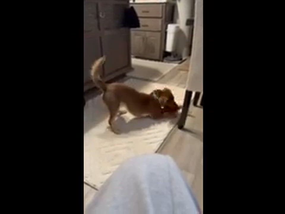 Enlarge Scrappy Doo, a ADOPTABLE mixed breed in O Fallon, IL video 2/2