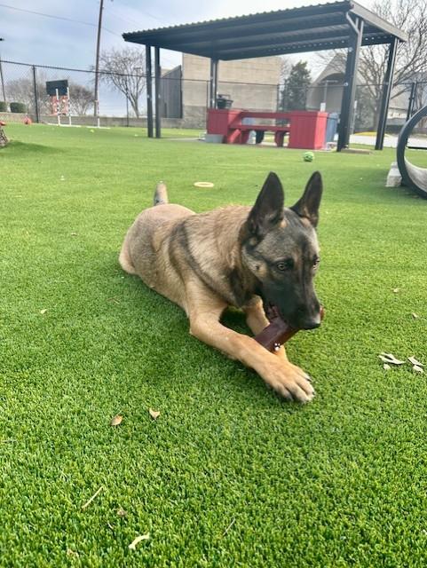 Enlarge King, an adoptable mixed breed in Allen, TX image 5/5