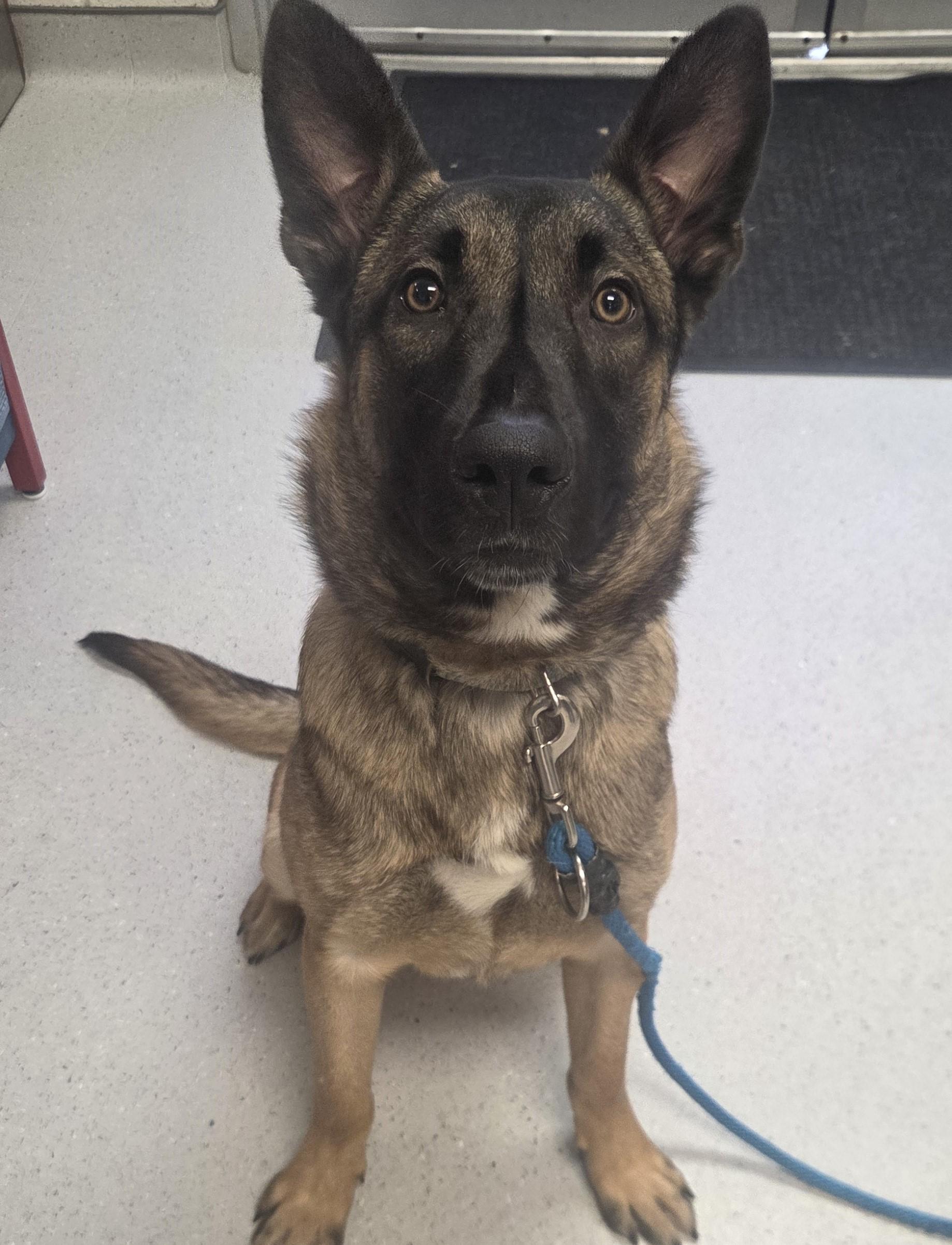 Enlarge King, a ADOPTABLE mixed breed in Allen, TX image 1/1