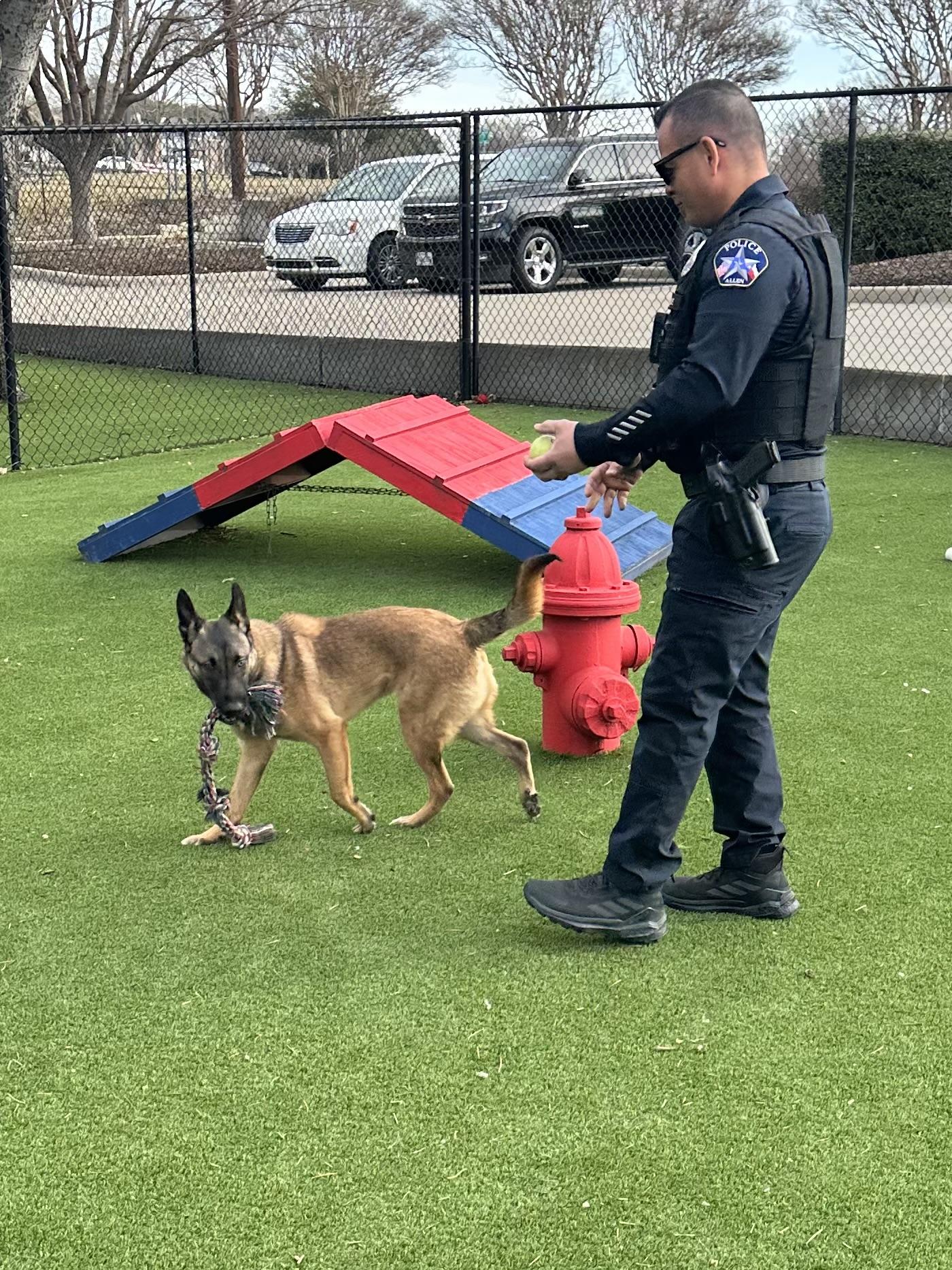 King, ADOPTABLE, Young Male Shepherd.