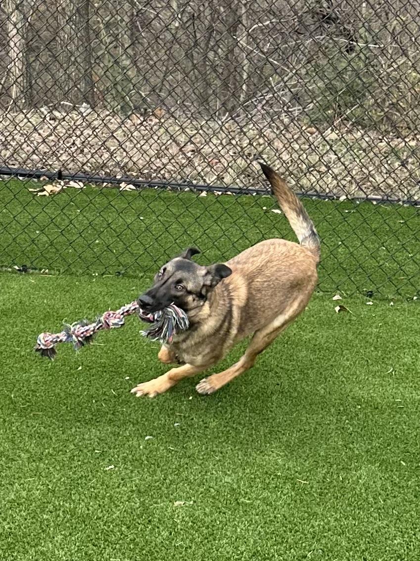 Enlarge King, an adoptable mixed breed in Allen, TX image 3/5