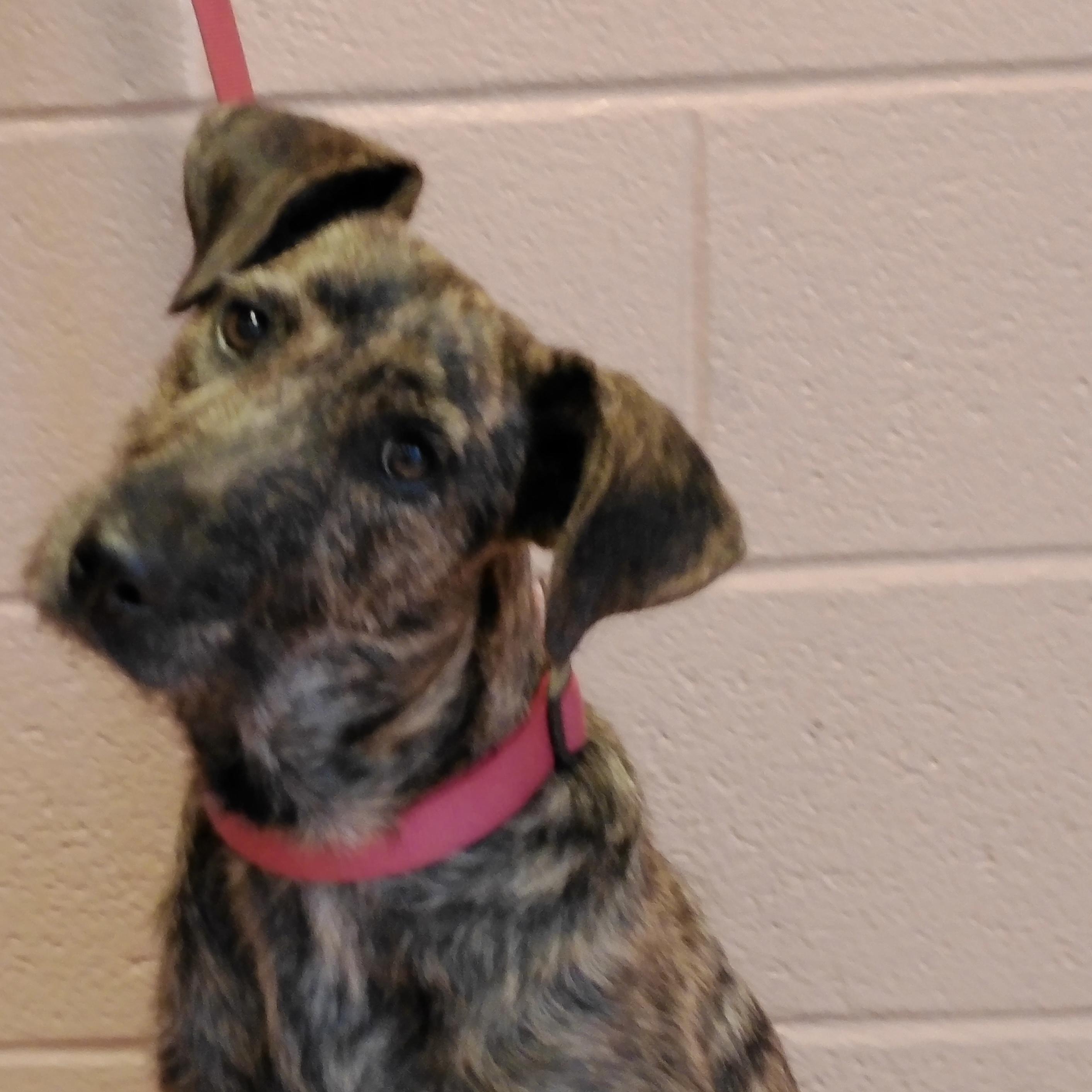 Pebbles, Adoptable, Young Female Irish Wolfhound.