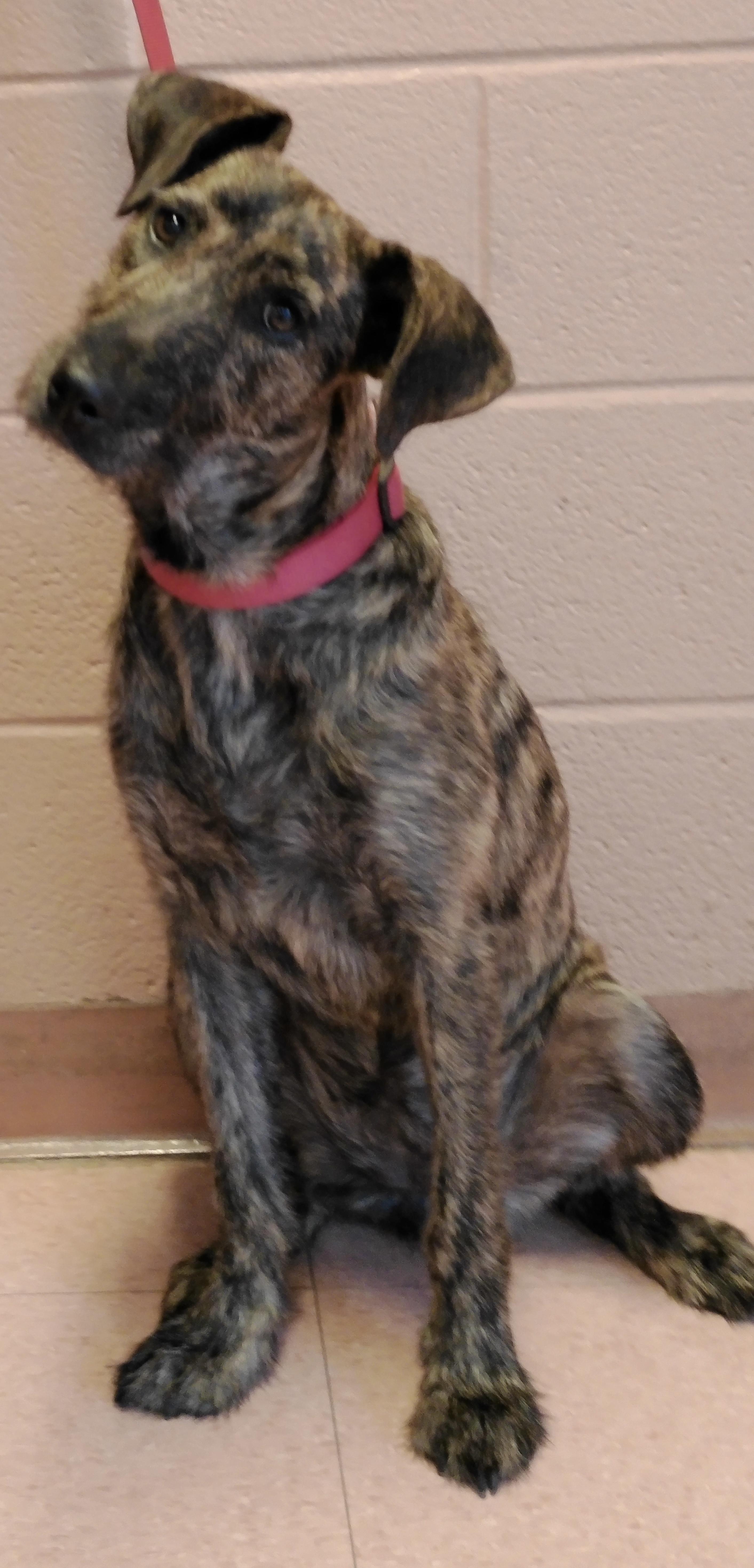 Enlarge Pebbles, a ADOPTABLE mixed breed in Pottsville, PA image 2/4