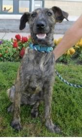 Pebbles, ADOPTABLE, Young Female Irish Wolfhound.
