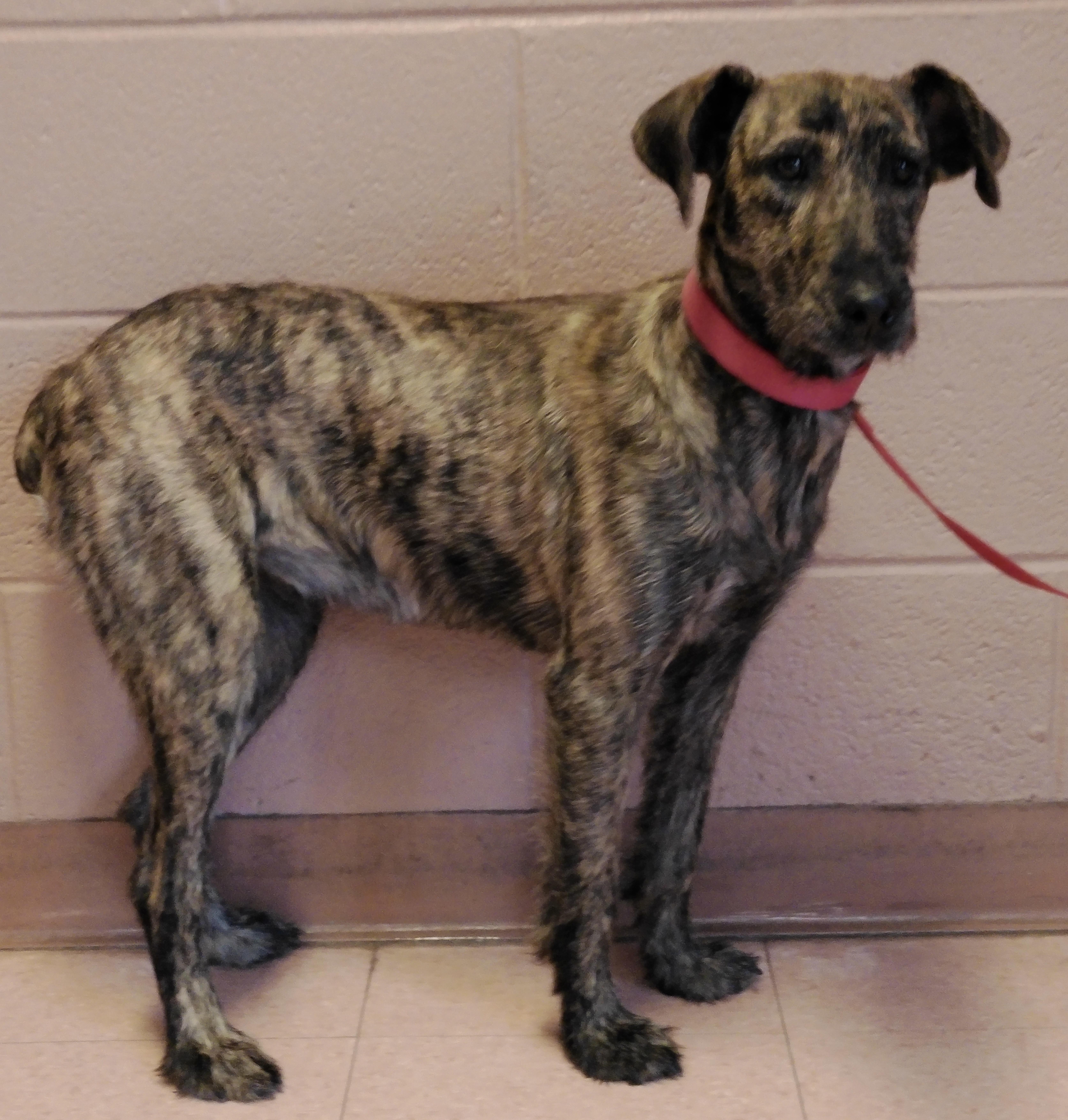 Enlarge Pebbles, a ADOPTABLE mixed breed in Pottsville, PA image 4/4