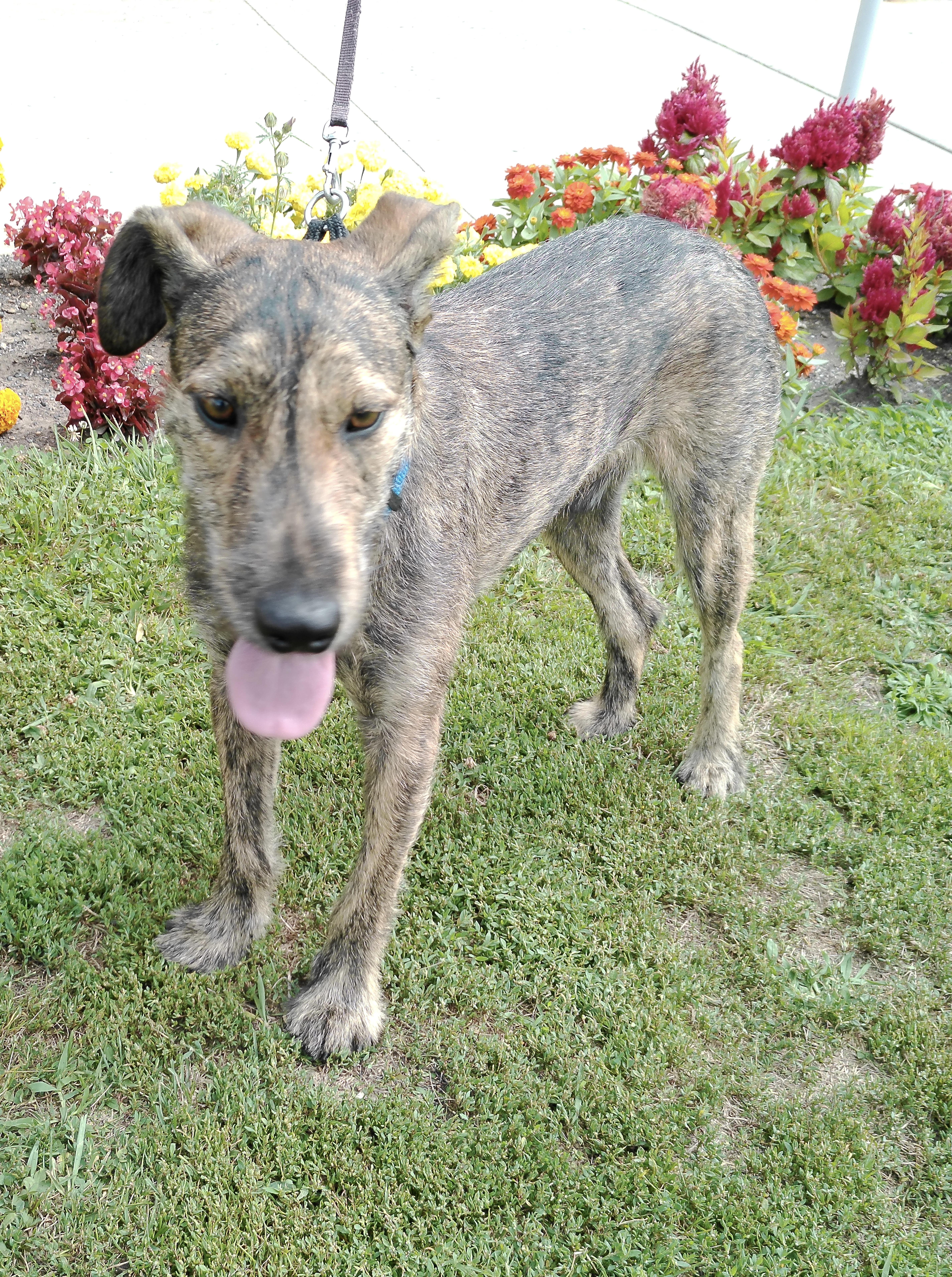 Enlarge Pebbles, a ADOPTABLE mixed breed in Pottsville, PA image 3/4