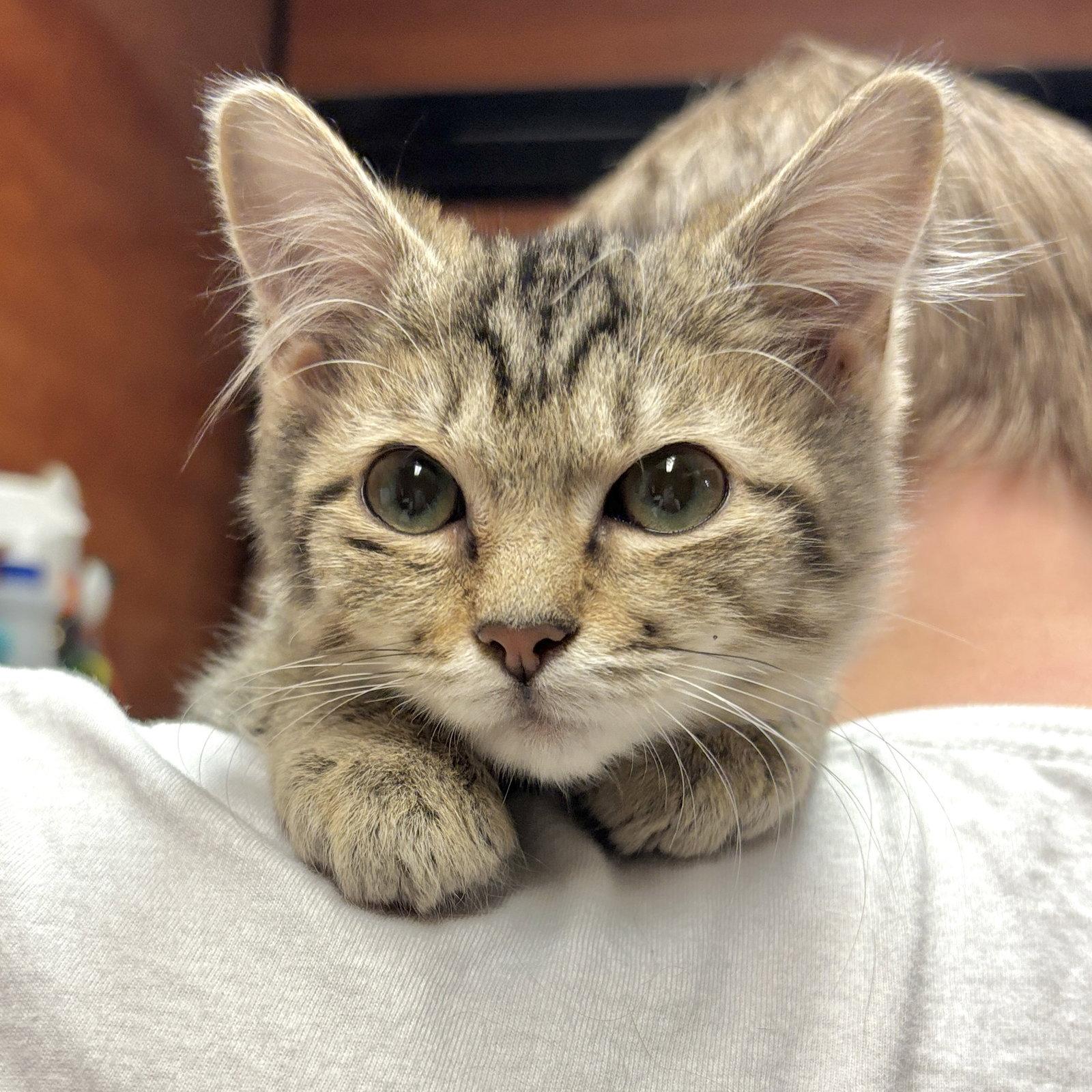 Maxwell, Adopted, Kitten Male Manx.
