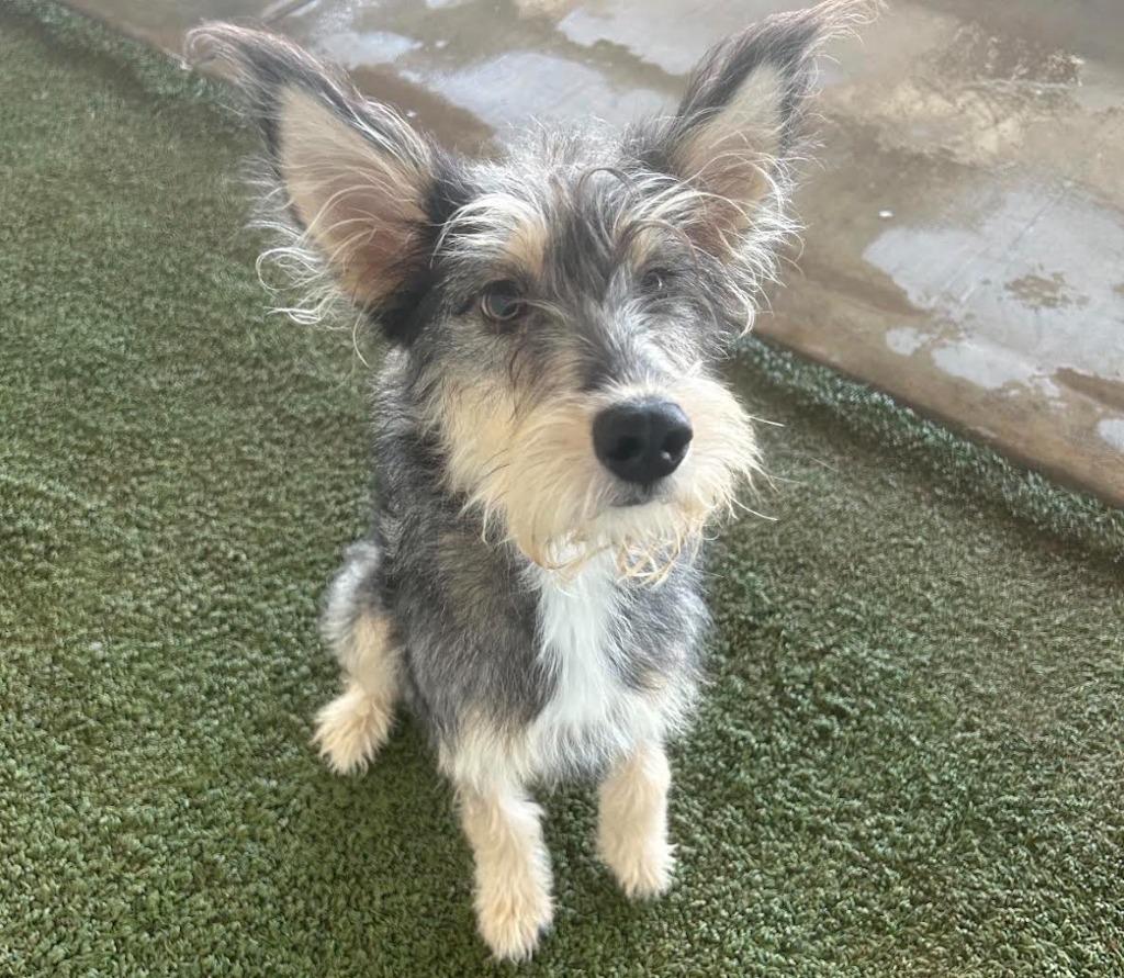 Bernice, Adoptable, Puppy Female Terrier.