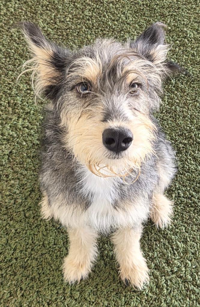 Enlarge Bernice, a Adoptable mixed breed in Midland, TX image 2/2