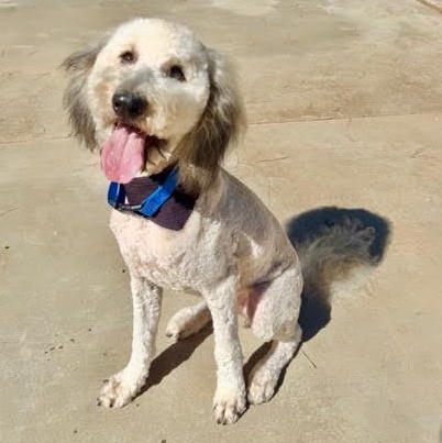 Enlarge Nigel, a Adoptable mixed breed in Sun Valley, CA image 2/6