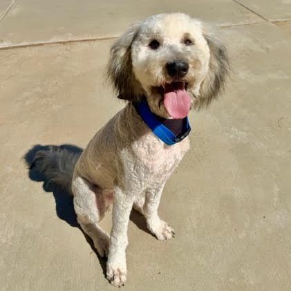 Nigel, Adoptable, Young Male Goldendoodle & Labradoodle.