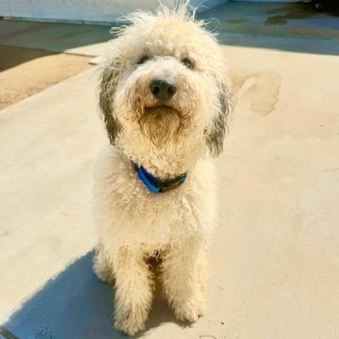Enlarge Nigel, a Adoptable mixed breed in Sun Valley, CA image 3/6