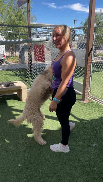 Enlarge Nigel, a Adoptable mixed breed in Sun Valley, CA video 6/6