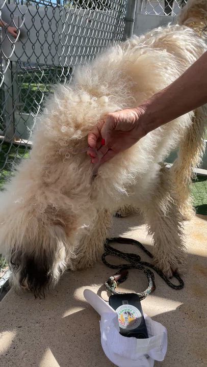 Enlarge Nigel, a Adoptable mixed breed in Sun Valley, CA video 5/6