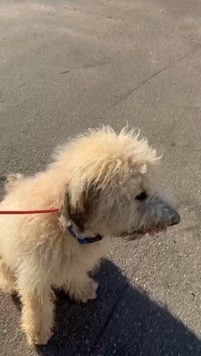 Enlarge Nigel, a Adoptable mixed breed in Sun Valley, CA video 4/6