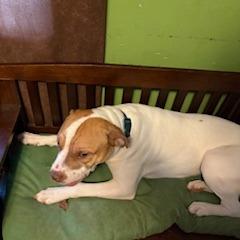 Buford, Adoptable, Adult Male American Bulldog & Mixed Breed.