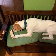 Buford, a Adoptable mixed breed in Rossville, GA image 2/2