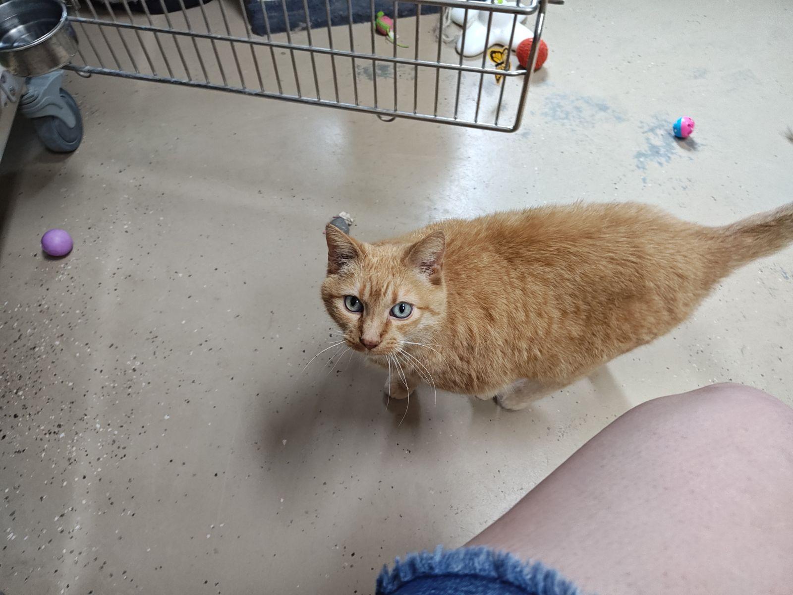 Shoppie, a Adoptable Domestic Short Hair in Wahpeton, ND image 1/5