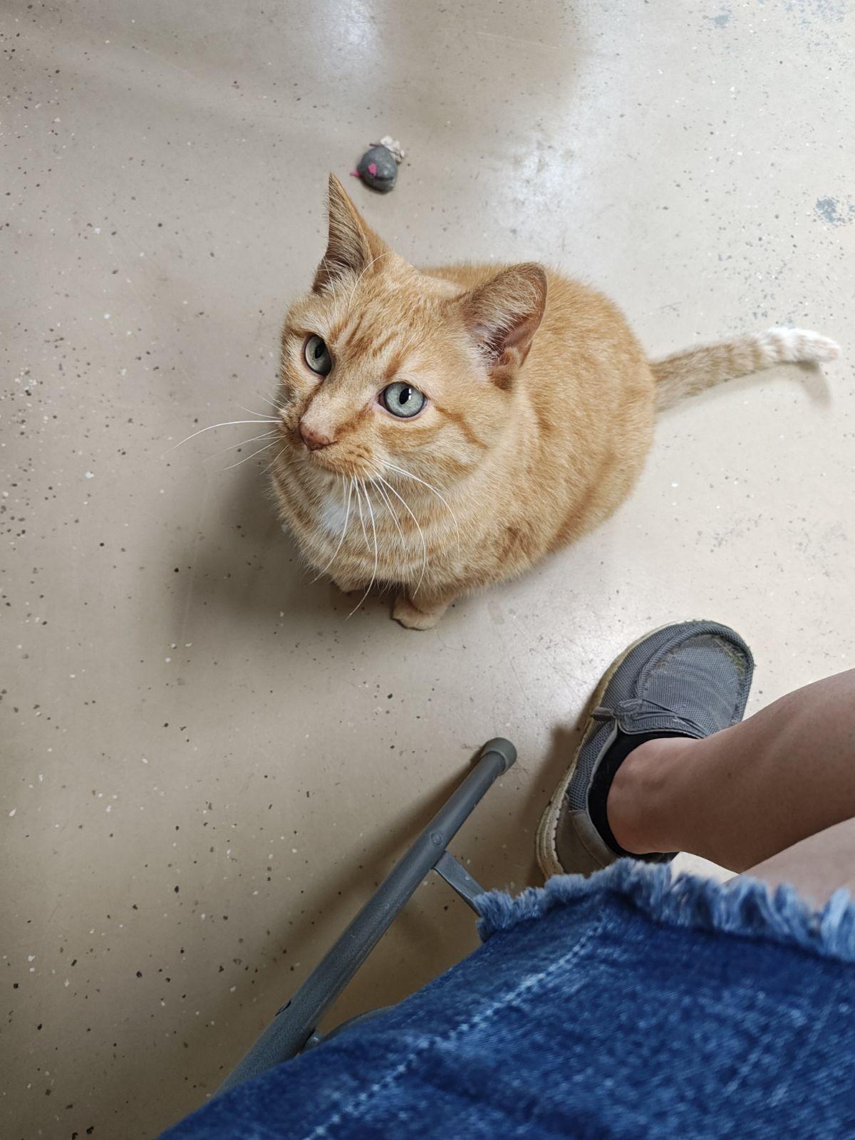 Shoppie, a Adoptable Domestic Short Hair in Wahpeton, ND image 5/5