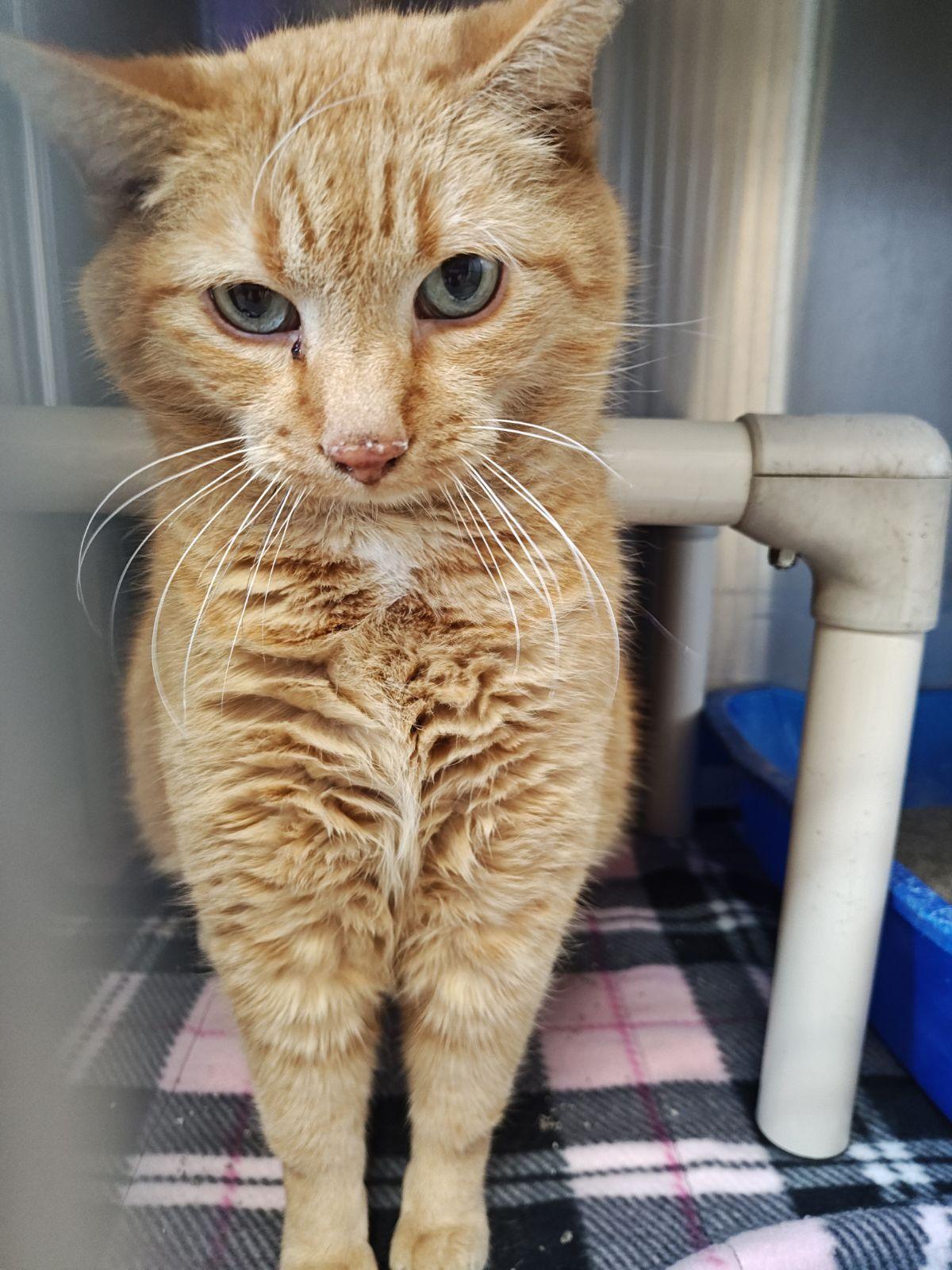 Shoppie, Adoptable, Senior Male Domestic Short Hair.