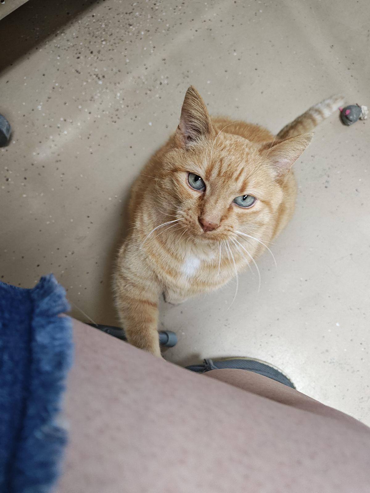 Shoppie, a Adoptable Domestic Short Hair in Wahpeton, ND image 4/5
