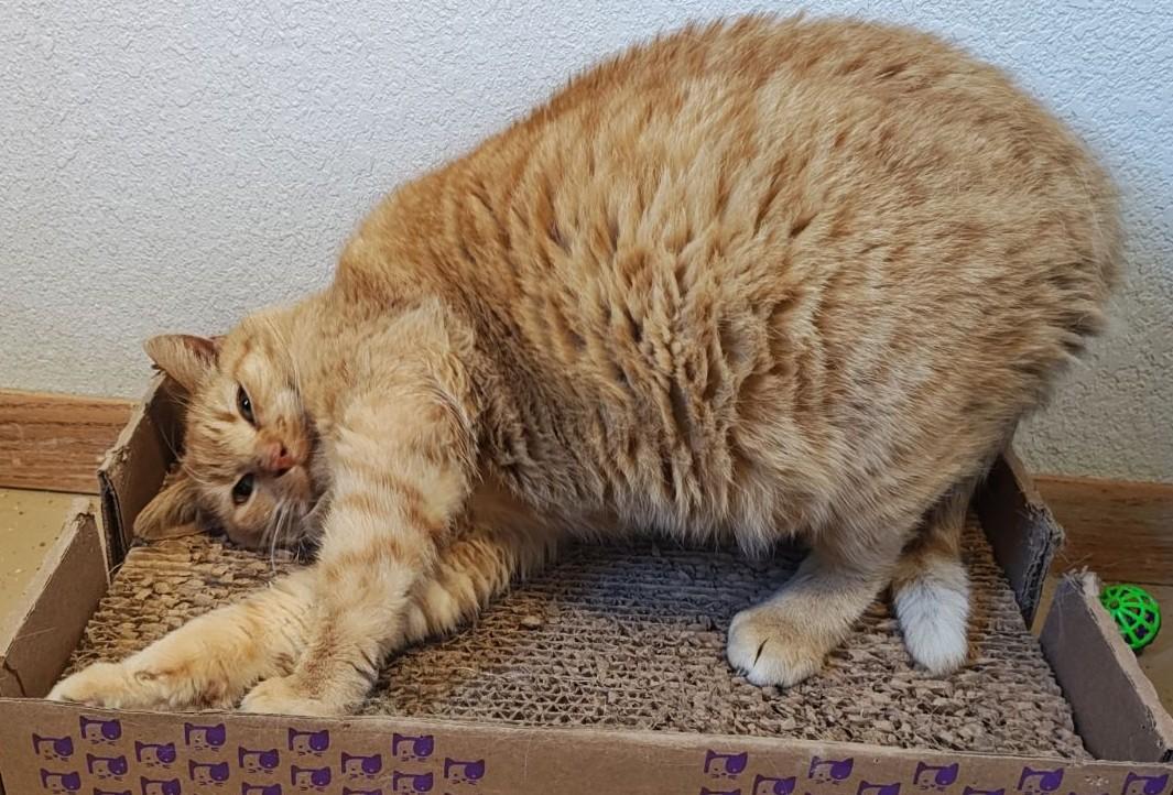 Enlarge Shoppie, a Adoptable Domestic Short Hair in Wahpeton, ND image 2/2