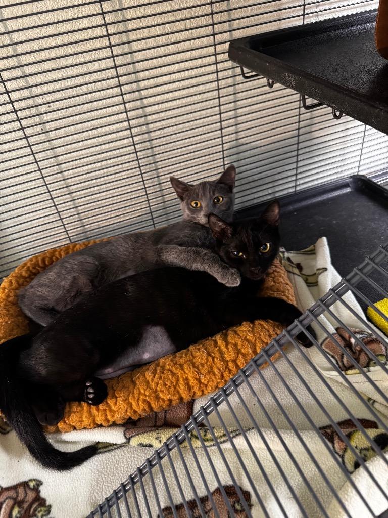 Jag, Adoptable, Kitten Female Domestic Short Hair.