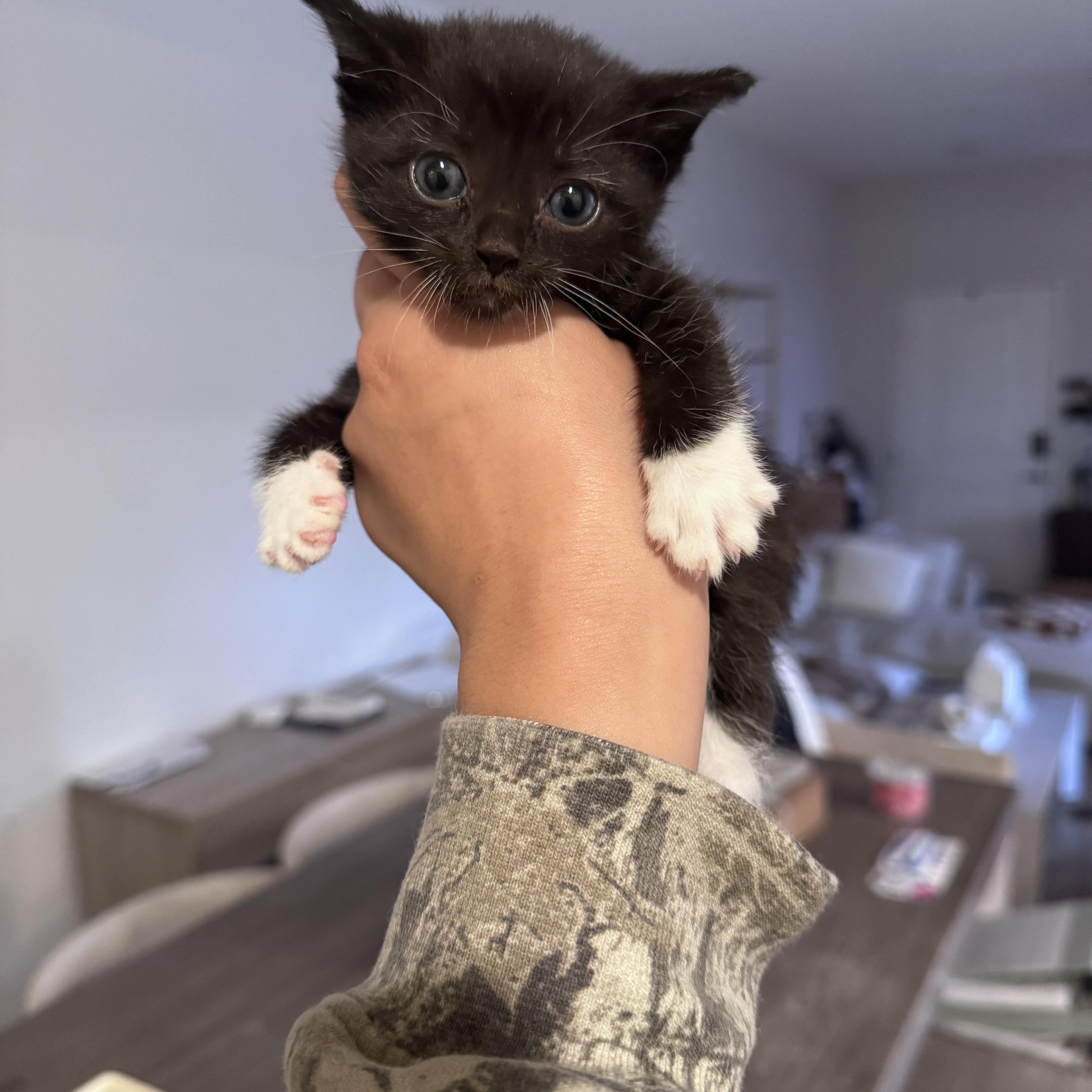 Sid, adopted, Kitten Male Domestic Short Hair.