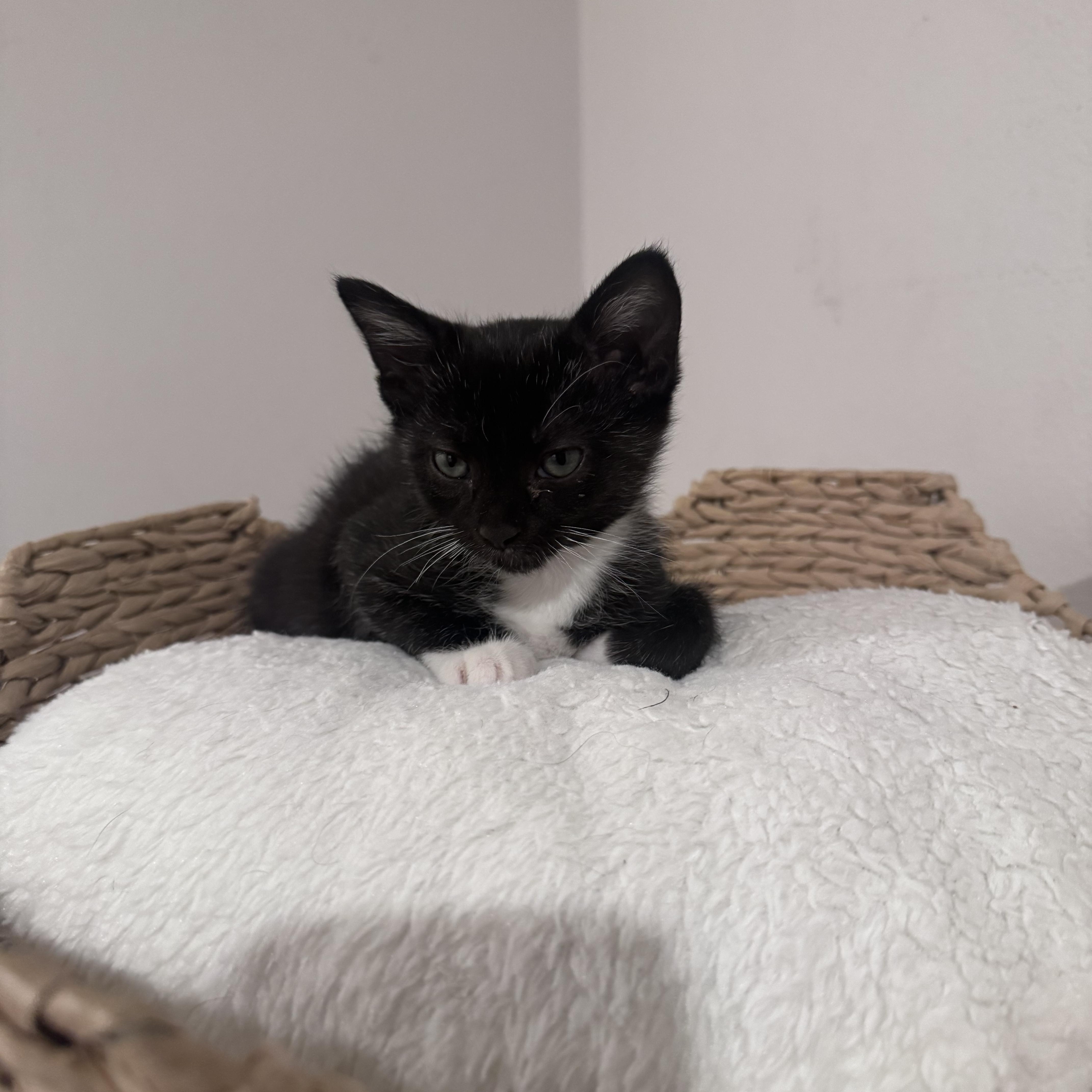 Sid, an adopted Domestic Short Hair in San Diego, CA image 2/4