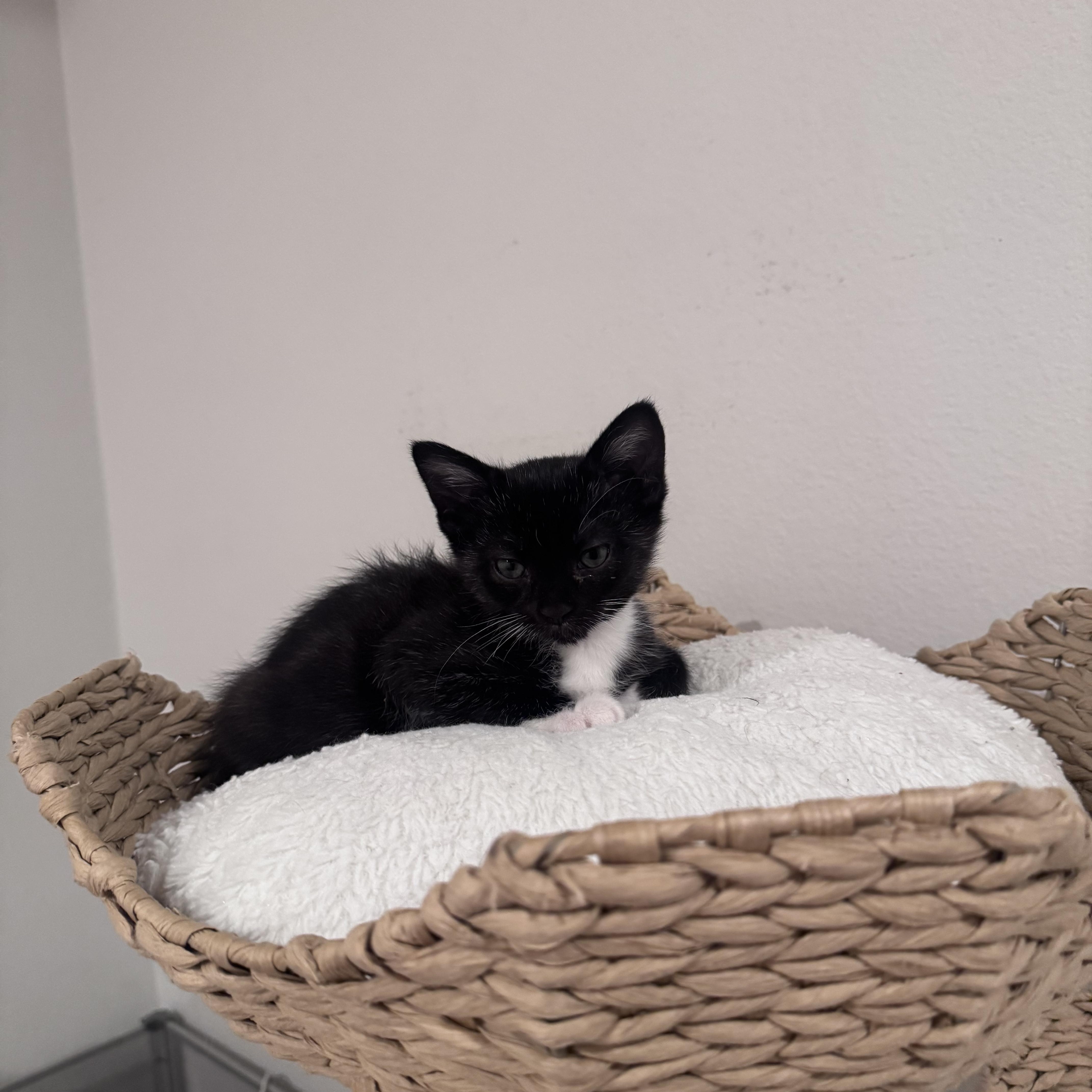 Sid, an adopted Domestic Short Hair in San Diego, CA image 3/4