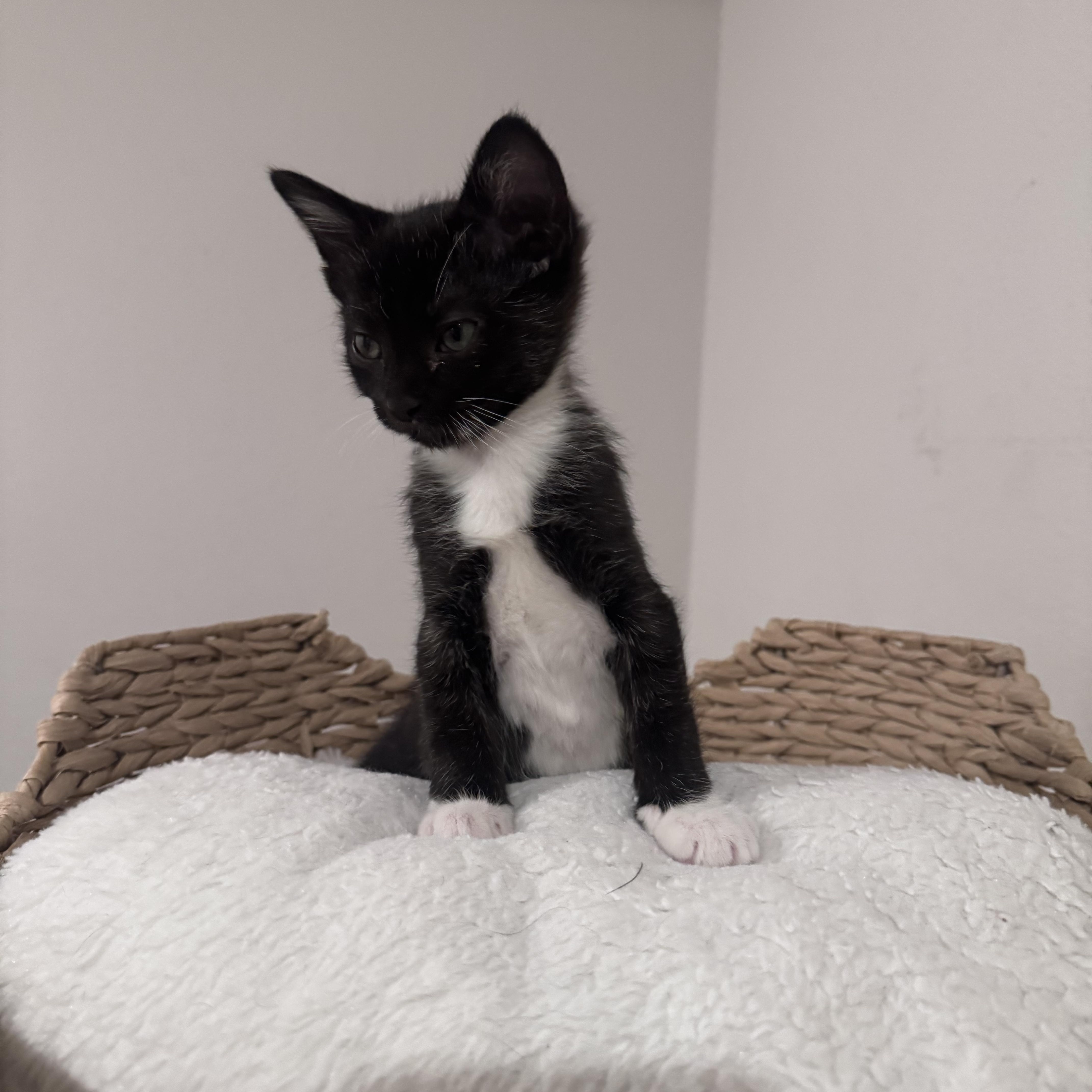 Sid, an adopted Domestic Short Hair in San Diego, CA image 4/4